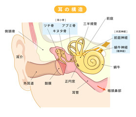 Obraz premium 耳の中の構造がわかる断面イラスト