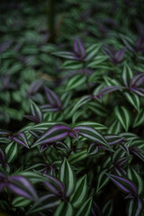 Purple Striped Wandering Jew Plant Foliage Texture