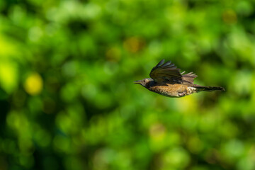 Brown‑eared Bulbul Flying Against Soft Green Background &mdash; Wildlife Portrait Ideal for Nature, Travel, and Advertising