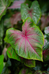 Green Caladium Leaf Pink Veins Heart Shape Pattern