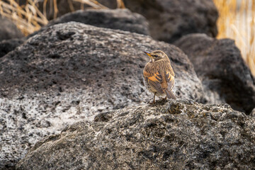 Naumann's Thrush, Turdus naumanni, Close Up on Textured Rock, Brown and Orange Plumage, Japan