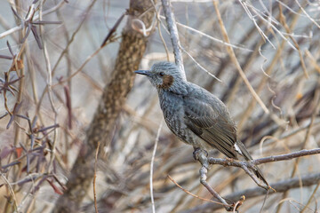 Brown-eared Bulbul in Natural Habitat, Detailed Feather Texture and Side Profile, Telephoto Wildlife Portrait, Japan