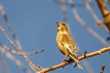 Oriental Greenfinch in Natural Habitat, High Resolution Bird Portrait with Soft Bokeh Sky, Japan