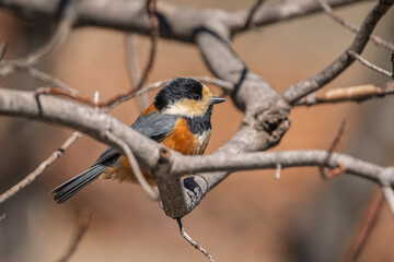 Varied Tit (Sittiparus varius), Close Up on Branch, Black Head White Cheeks and Orange Flanks, Japan