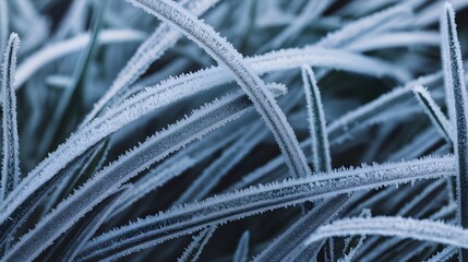 Frost Pattern on Winter Grass