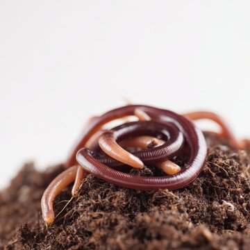 Close up view of earthworms on soil highlighting natures soil aerators and decomposers
