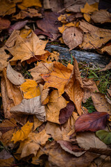 Autumn Leaves at Sapporo Factory on a Sunny Day, Hokkaido, Japan