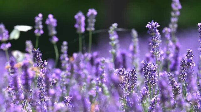 Butterflies on spring lavender flowers under sunlight. Beautiful landscape of nature with a panoramic view. Hi spring. long banner