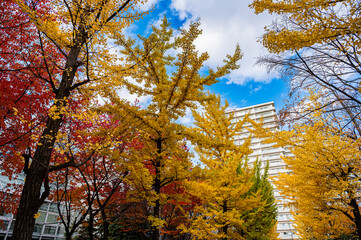Autumn Leaves at Sapporo Factory on a Sunny Day, Hokkaido, Japan