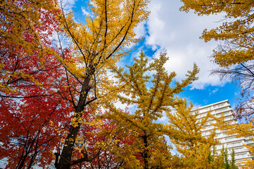 Autumn Leaves at Sapporo Factory on a Sunny Day, Hokkaido, Japan