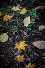 Autumn Leaves at Sapporo Factory on a Sunny Day, Hokkaido, Japan