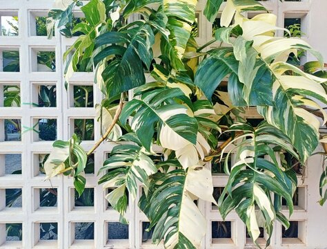 Vibrant Variegated Monstera Albo on White Geometric Breeze Block Wall