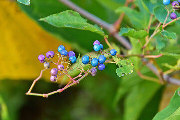 カラフルに色づいたノブドウの果実