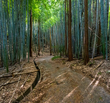 Beautiful bamboo forests along the back roads ioj Japan