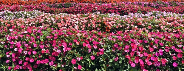 field of pink flowers