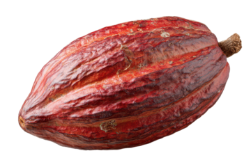 Cacao pod sits on white background showing unique shape and texture with rich red and brown color