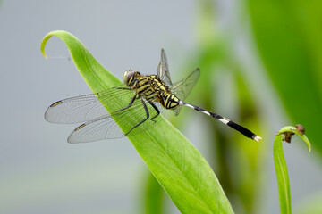 Slender Skimmer - Orthetrum sabina, beautiful large dragonfly native to Asian fresh waters and marshes, Vietnam.