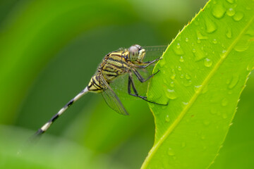 Slender Skimmer - Orthetrum sabina, beautiful large dragonfly native to Asian fresh waters and marshes, Vietnam.