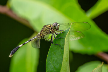 Slender Skimmer - Orthetrum sabina, beautiful large dragonfly native to Asian fresh waters and marshes, Vietnam.