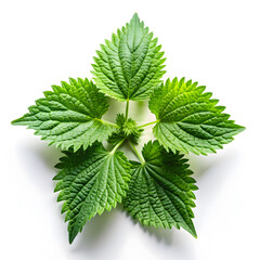 fresh nettle leaves and on white background