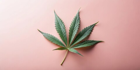 Single Cannabis Leaf on Soft Pink Background, a Botanical Study in Minimalist Style