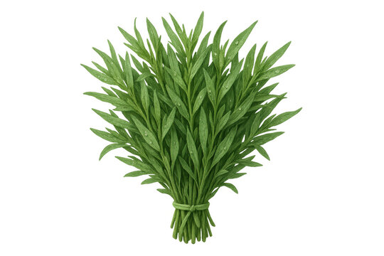 Fresh tarragon bunch with water drops, a culinary herb for seasoning and gourmet cooking, transparent background