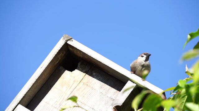 Scorzes or sparrows in a wooden birdhouse