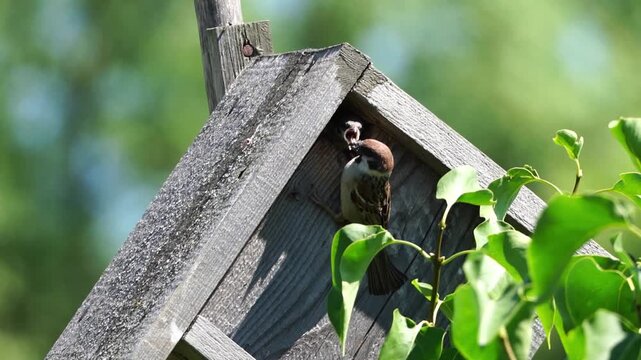 Scorzes or sparrows in a wooden birdhouse