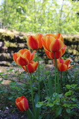 Tulpen bl&uuml;hen farbenfroh in der Natur vor einer alten Mauer
