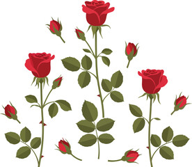 Three stems of red roses with green leaves and buds on white background floral arrangement