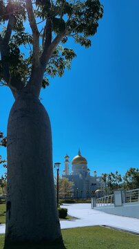Brunei Darussalam - June 25, 2025: Sultan Omar Ali Saifuddin Mosque in Bandar Seri Begawan. Mosque with baobab trees in the foreground. Mosque facade and dome in sunlight. 4К