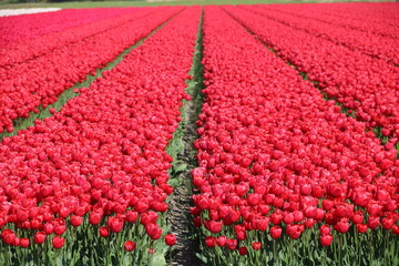 Farbtupfer in der Natur auf Tulpenfeld in Holland