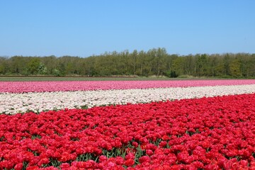 Fr&uuml;hlingserwachen in der Natur mit buntem Tulpenfeld in Holland