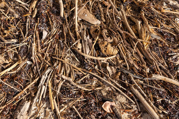 mangrove tidal debris on a beach