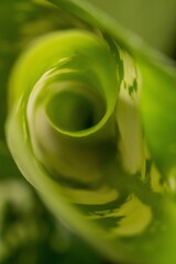 Fibonacci essence in nature; the growth spiral of the dumbcane leaf; Dieffenbachia Seguine