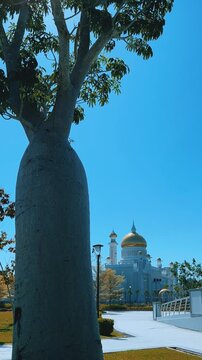 Brunei Darussalam - June 25, 2025: Sultan Omar Ali Saifuddin Mosque in Bandar Seri Begawan. Mosque with baobab trees in the foreground. Mosque facade and dome in sunlight. 4К