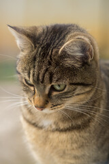 Close-up photography of a domestic cat