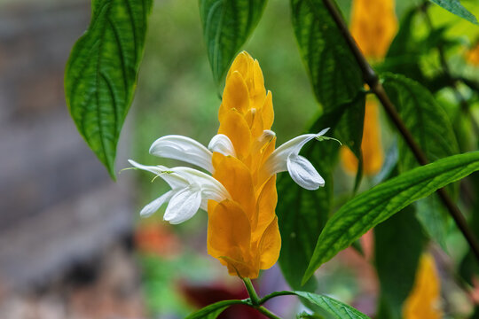 Closeup of flower from the golden shrimp plant (Pachystachys lutea); a tropical evergreen shrub. Also called yellow shrimp plant or lollipop plant. Locals in Bali refer to it as dragonflower.

