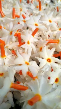 Night Jasmine Morning Flowers Cinematic video. Fallen night Jasmine flowers on the Ground with Soft Natural Light.