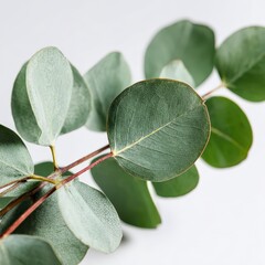 Elegant eucalyptus leaves on simple background for natural aesthetic