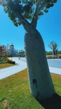 Brunei Darussalam - June 25, 2025: Sultan Omar Ali Saifuddin Mosque in Bandar Seri Begawan. Mosque with baobab trees in the foreground. Mosque facade and dome in sunlight. 4К