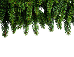 A realistic set of fresh pine tree branches arranged horizontally with slight overlap