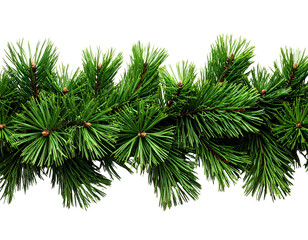 A realistic set of fresh pine tree branches arranged horizontally with slight overlap