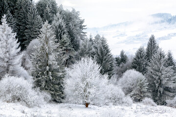 Frozen winter forest with hoarfrost covered trees and snowy meadow in mountain landscape