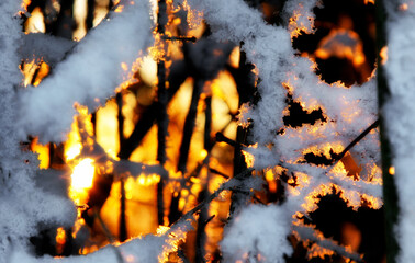 Frosty branches with snow glowing in warm sunrise light creating abstract winter background