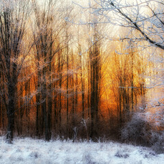 Frosty winter forest glowing with golden sunrise light through bare trees and icy branches