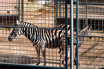 Zebras standing behind metal fence in zoo enclosure showing black and white stripes and captivity concept