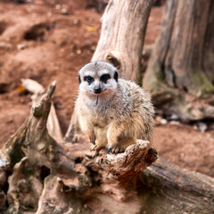 Meerkat standing alert on wooden log in zoo enclosure with natural background and shallow depth of field
