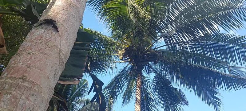 view of lush coconut trees. 