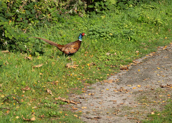 Wild common pheasant (Phasianus colchicus) in the forests and meadows of Het Twiske, Laag Holland, the Netherlands